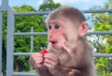 Bibi the Monkey Net Worth