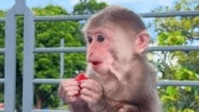 Bibi the Monkey Net Worth