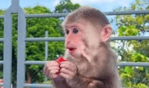 Bibi the Monkey Net Worth